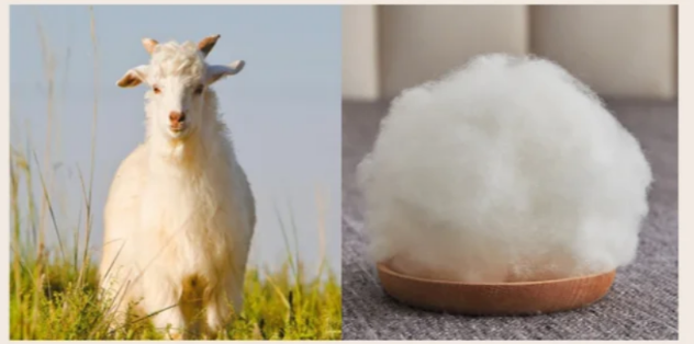 SHEEP SHEEP